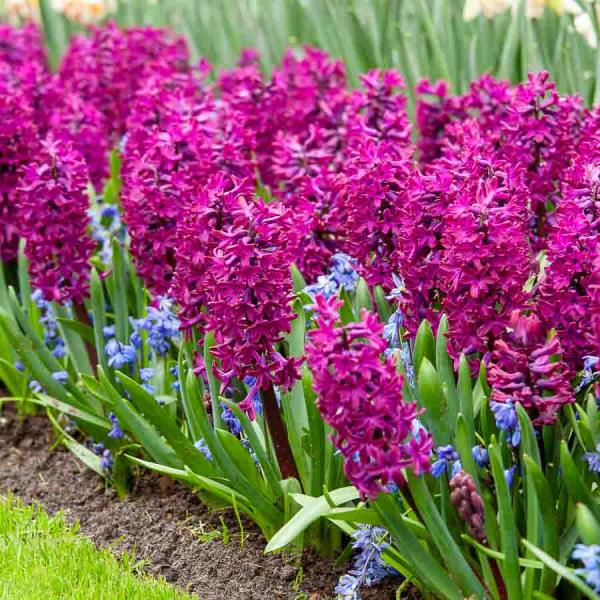 Bulbes à fleurs à planter à l'automne - Jacinthe Woodstock (x3) - face recto